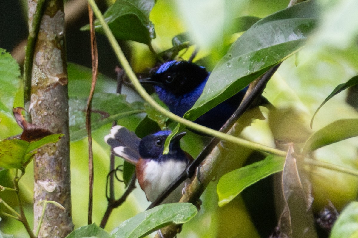 koboltalvesmett - ML644474788