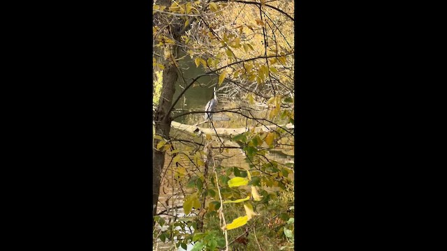 Grand Héron - ML644474791