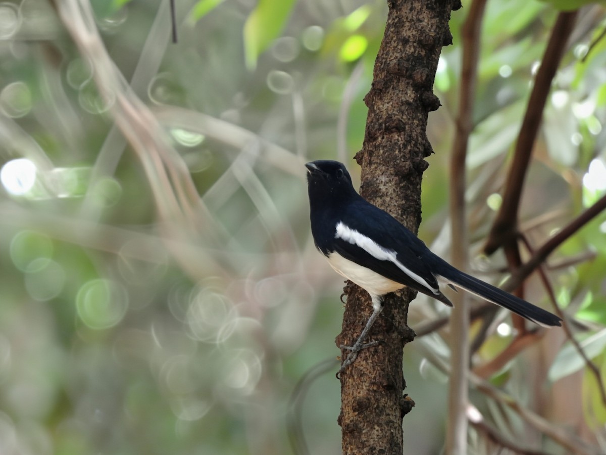 Мадагаскарский шама - ML644474793