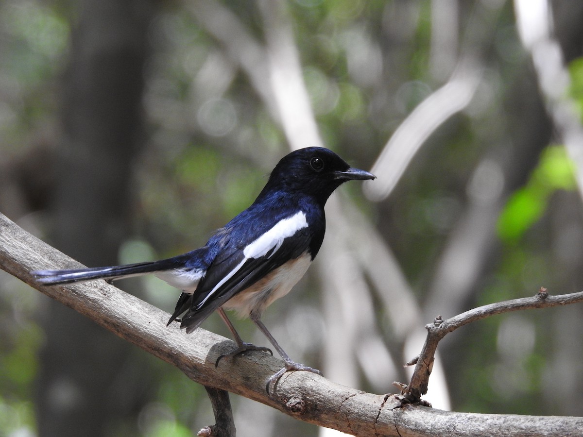 Мадагаскарский шама - ML644474794