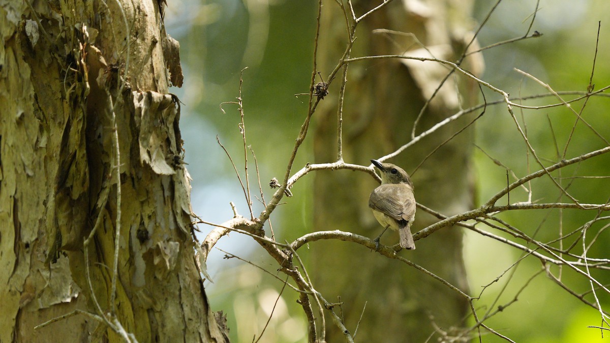 Gray Whistler - ML644474800