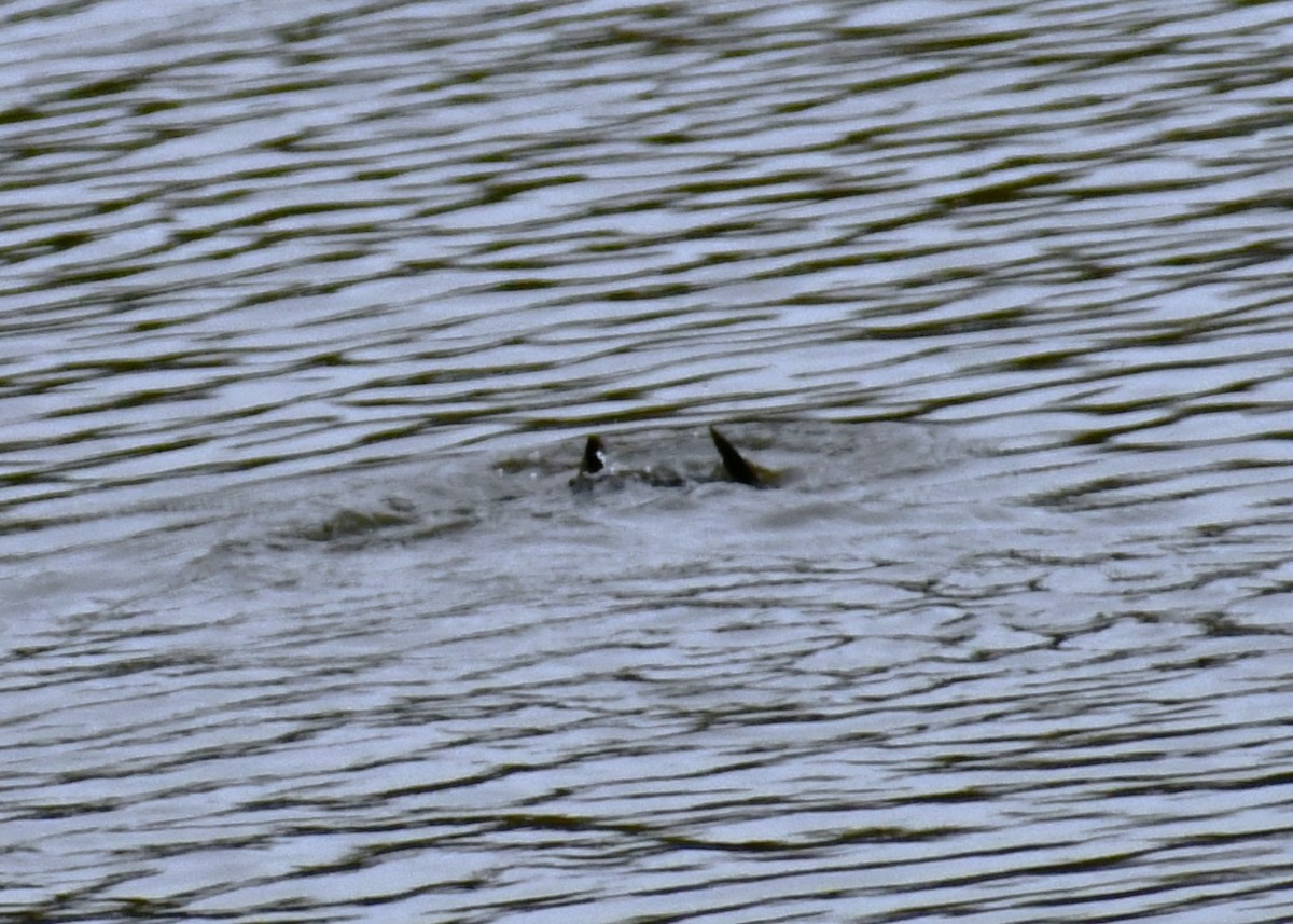Double-crested Cormorant - ML644474803