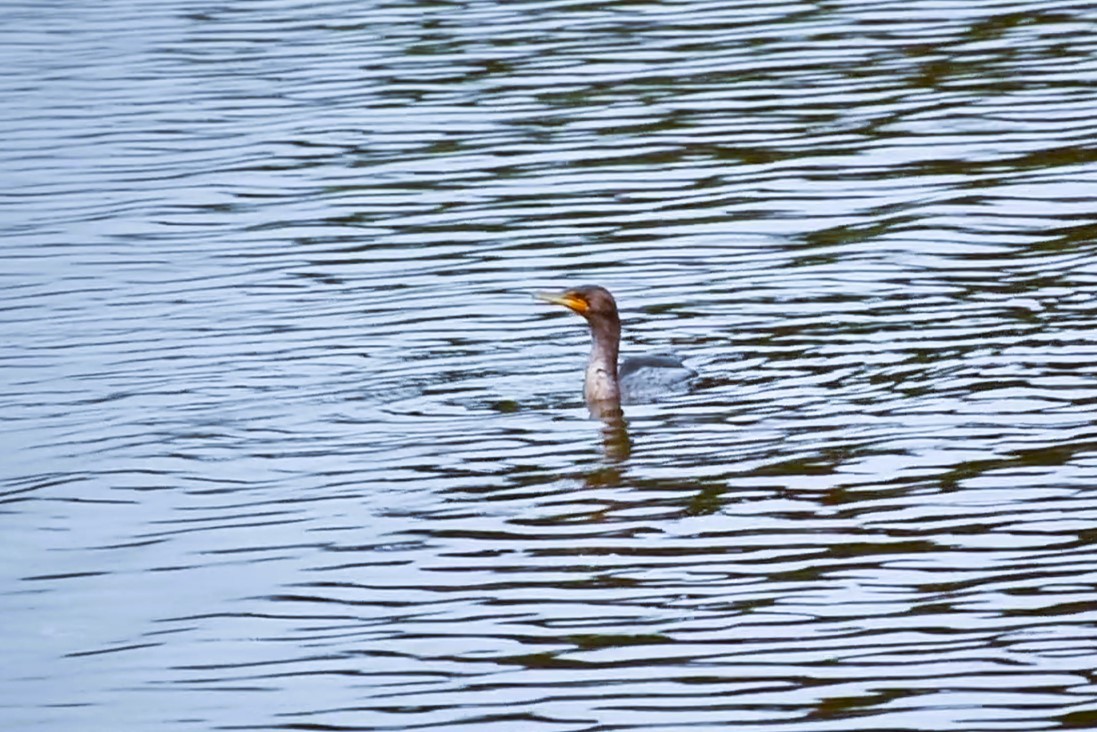 Double-crested Cormorant - ML644474804