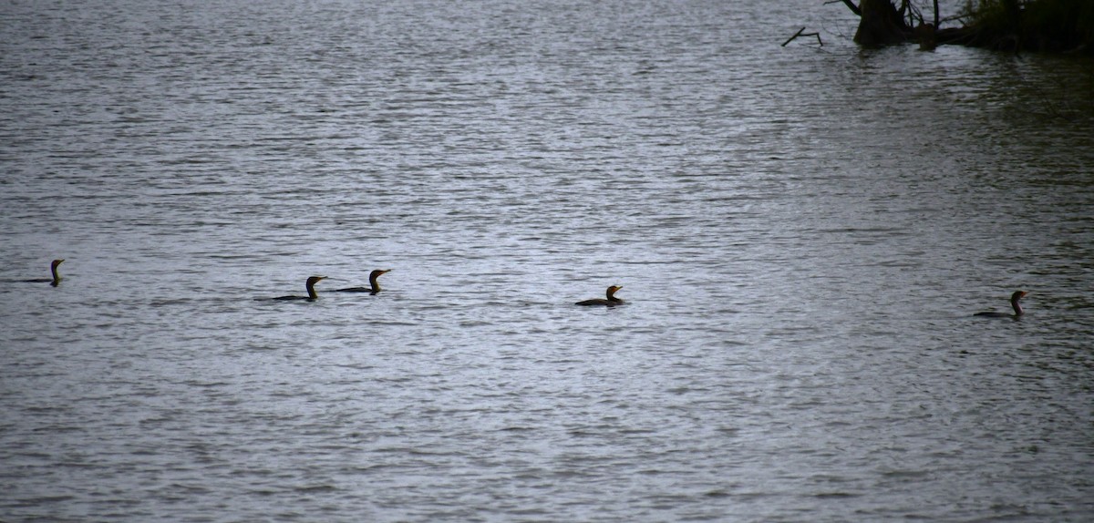 Double-crested Cormorant - ML644474805