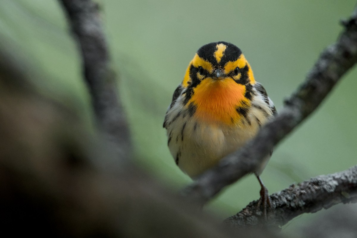 Turuncu Boğazlı Ötleğen - ML644474806