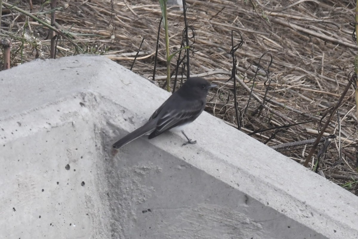 svartfibi - ML644474807