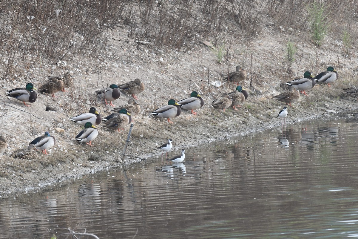 Canard colvert - ML644474811