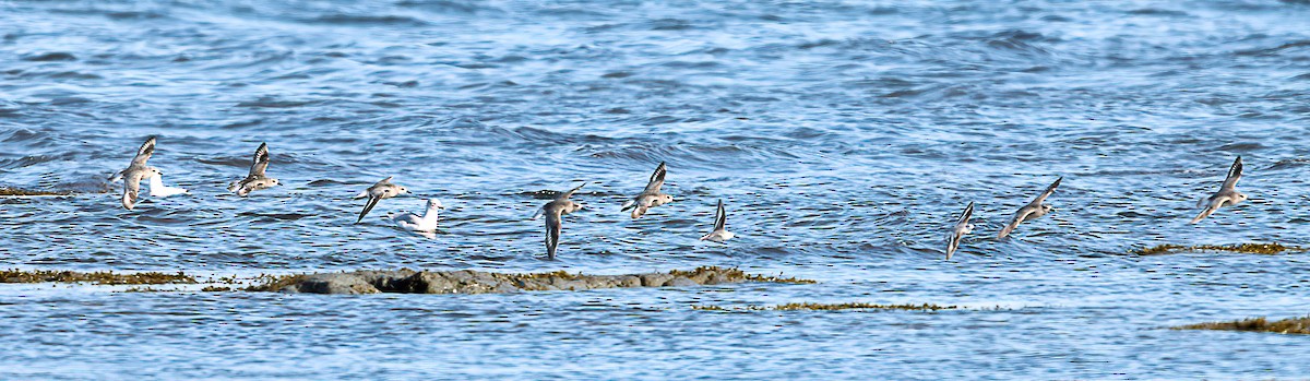 Буурал сүвээ цагаан - ML644474812