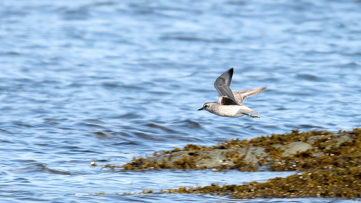 Буурал сүвээ цагаан - ML644474813