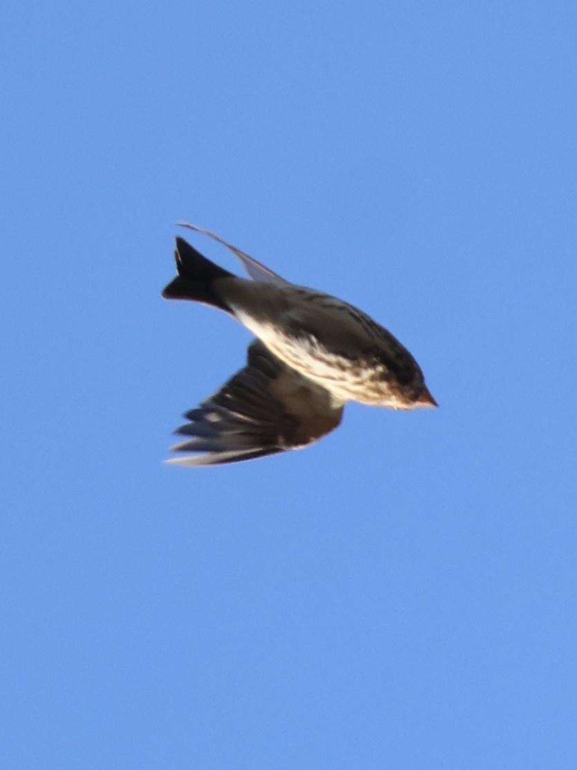 purpurfink - ML644474814