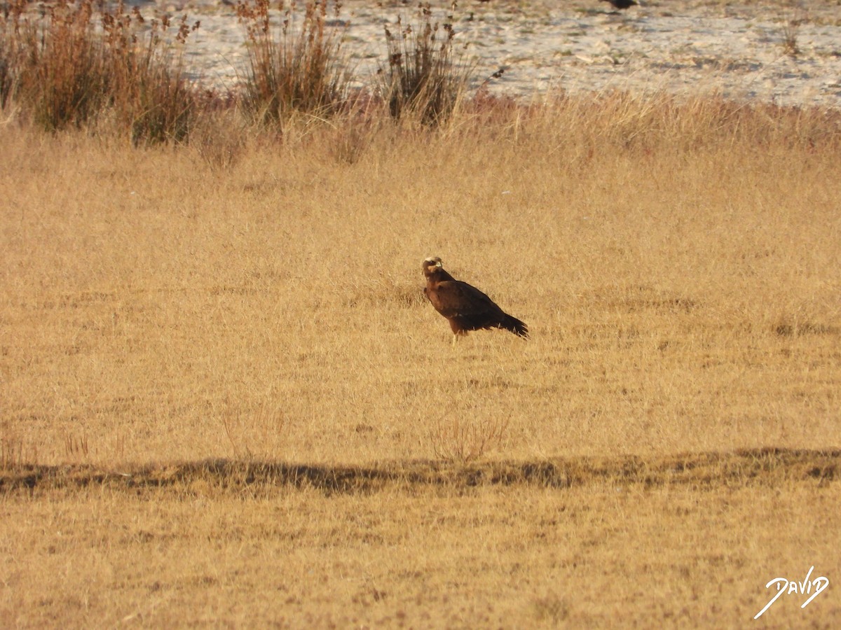 Western Marsh Harrier - ML644474818
