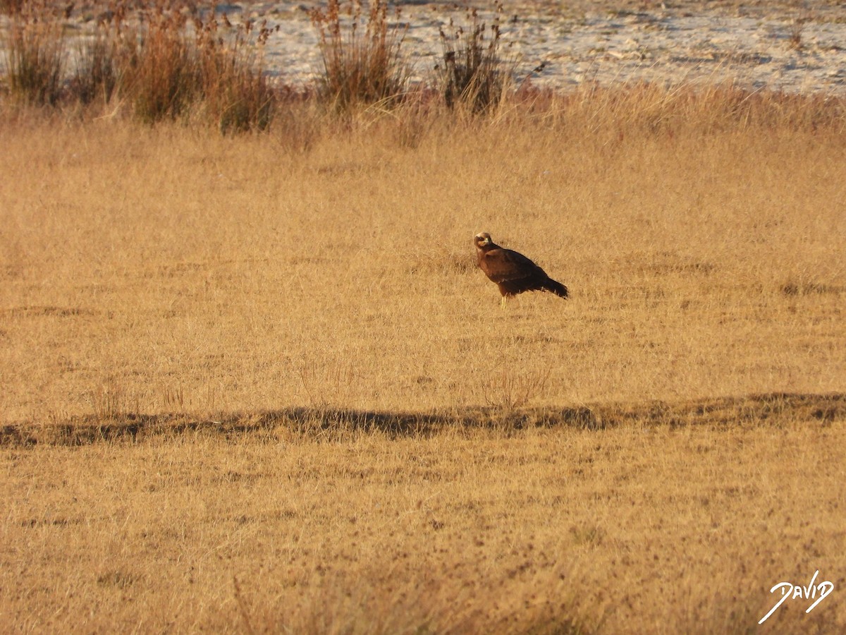 Western Marsh Harrier - ML644474820