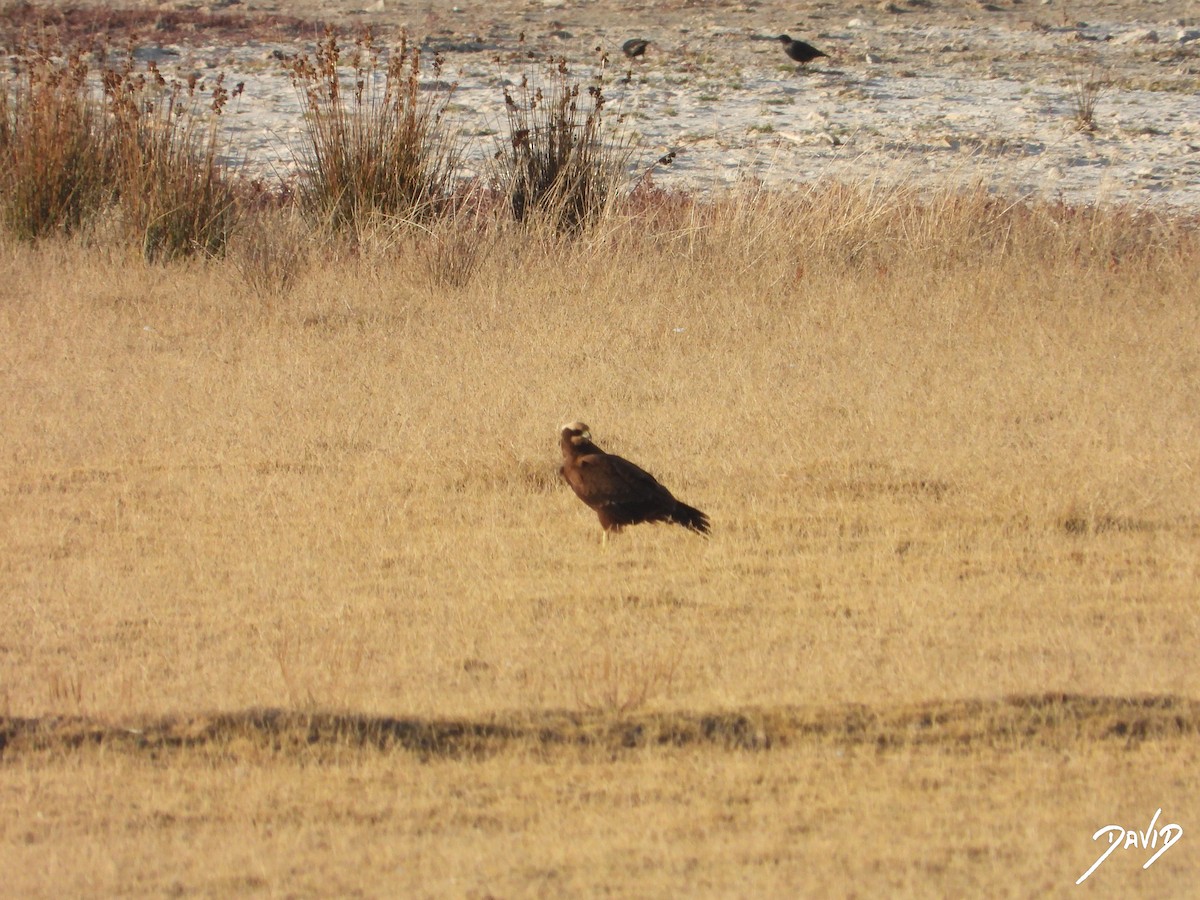 Western Marsh Harrier - ML644474821