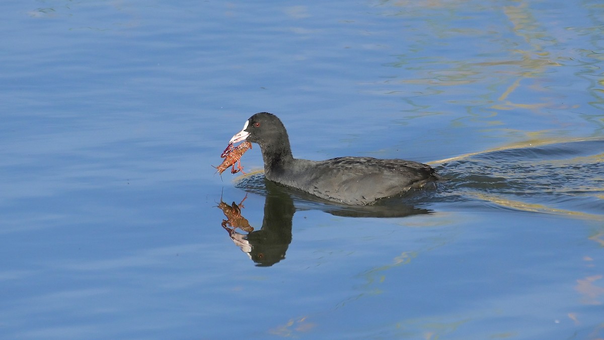 Лысуха - ML644474824