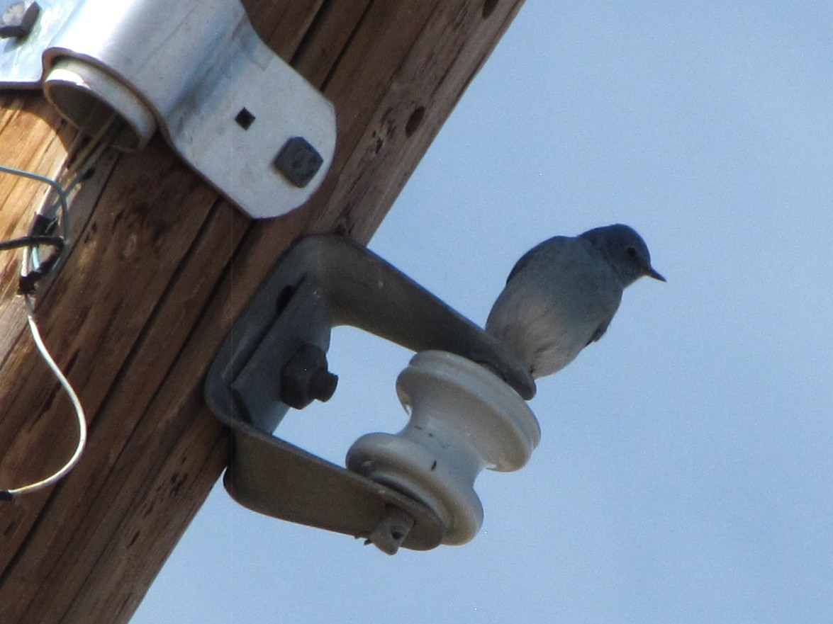 Merlebleu azuré - ML644474825