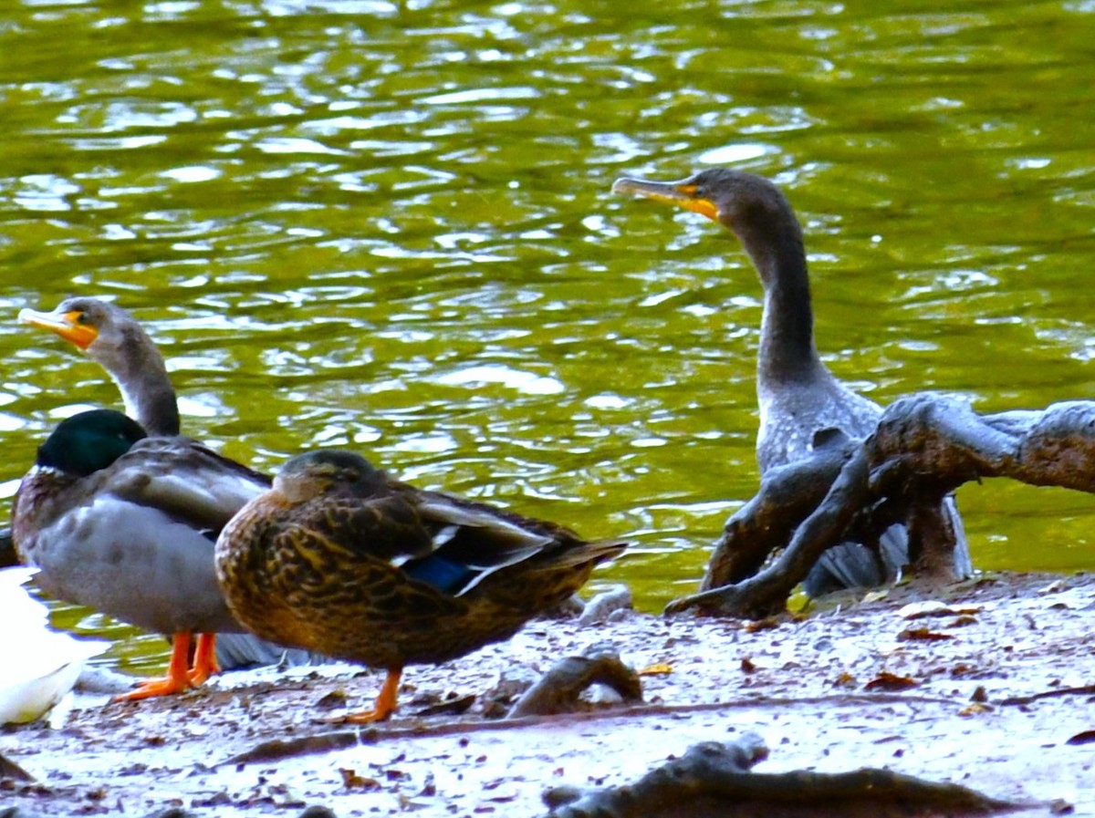 Double-crested Cormorant - ML644474826