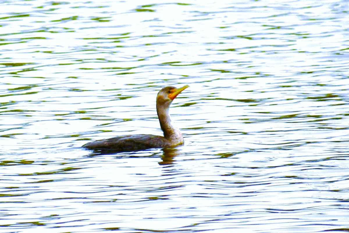 Double-crested Cormorant - ML644474827