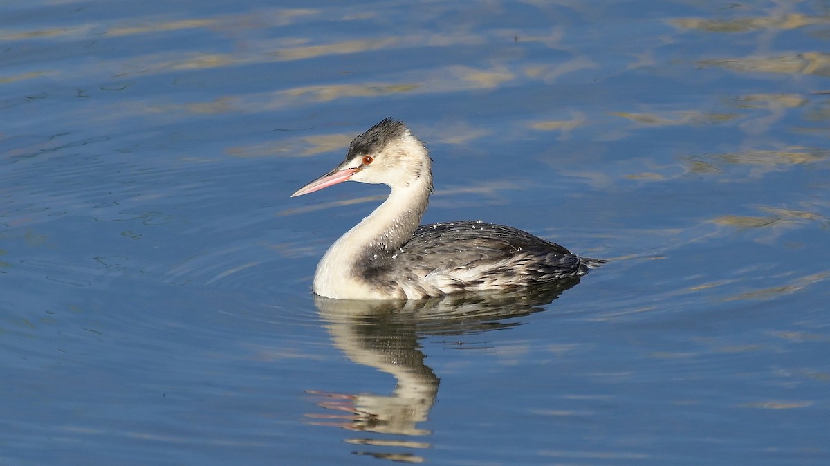 Чомга - ML644474829