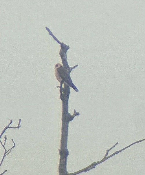 Red-footed Falcon - ML644474832