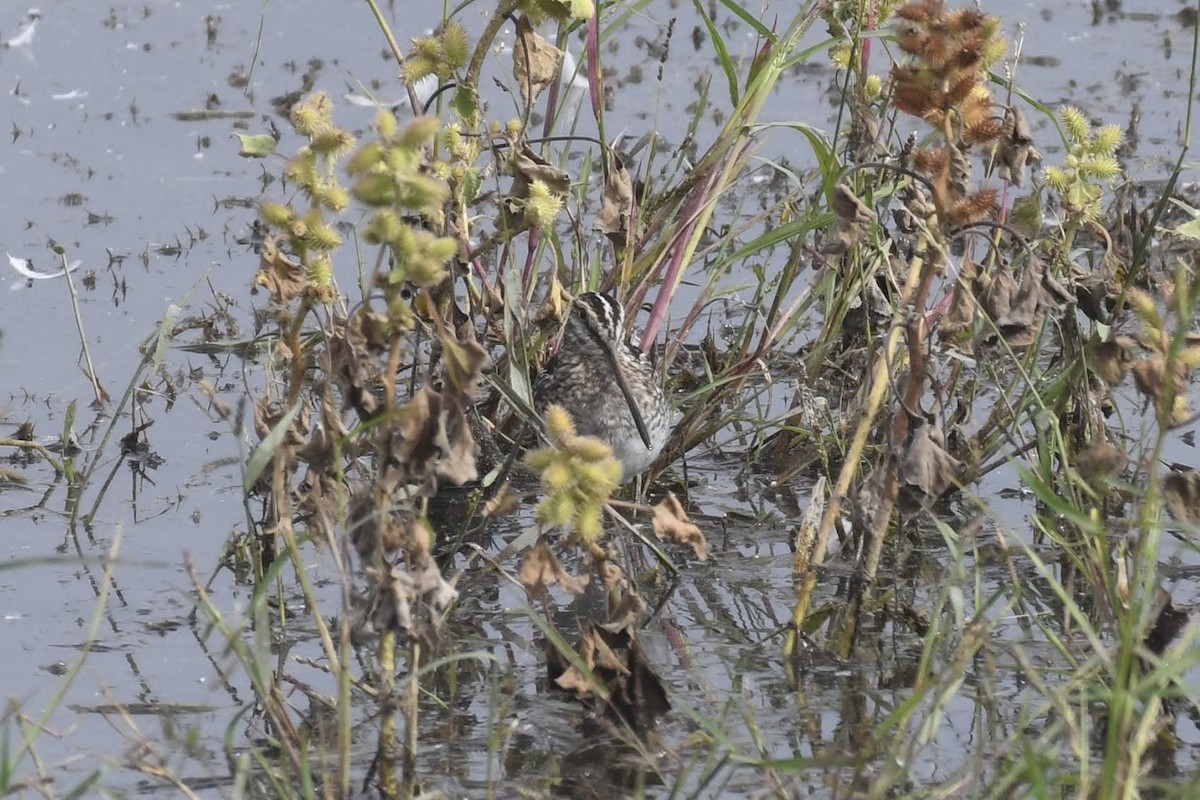 kanadabekkasin - ML644474834