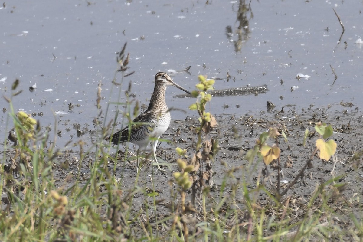 kanadabekkasin - ML644474835