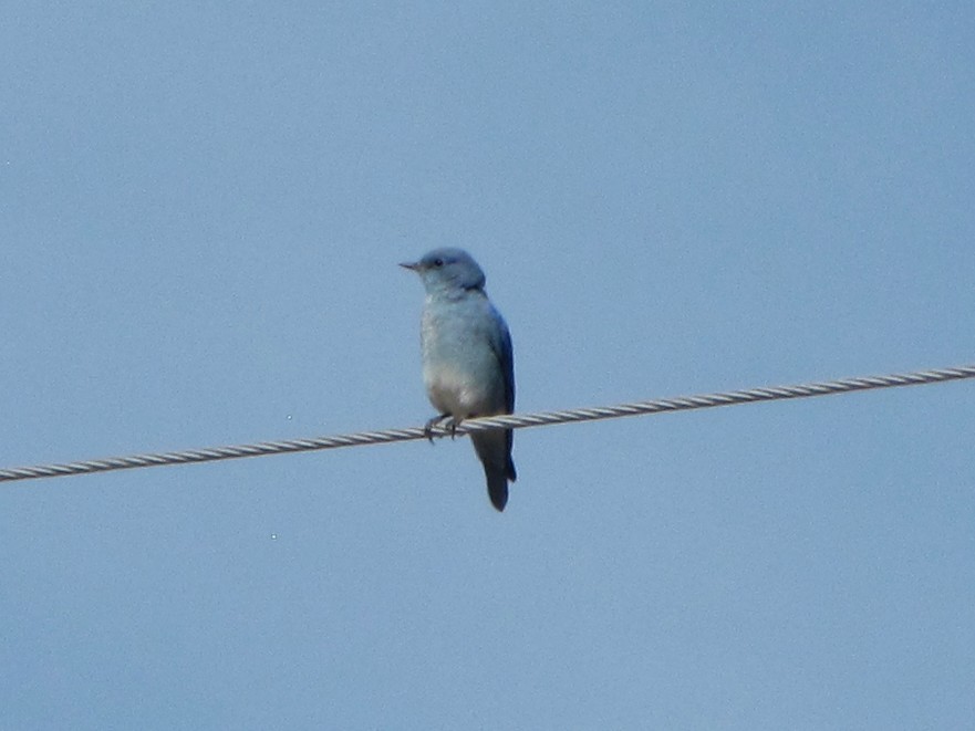 Merlebleu azuré - ML644474836