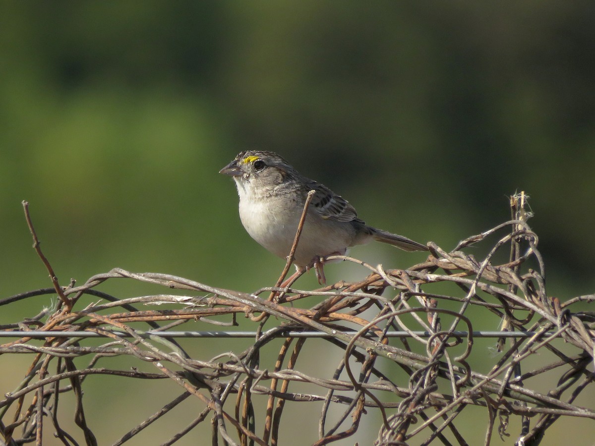 camposspurv - ML644474838