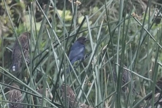 brunhodetrupial - ML644474839