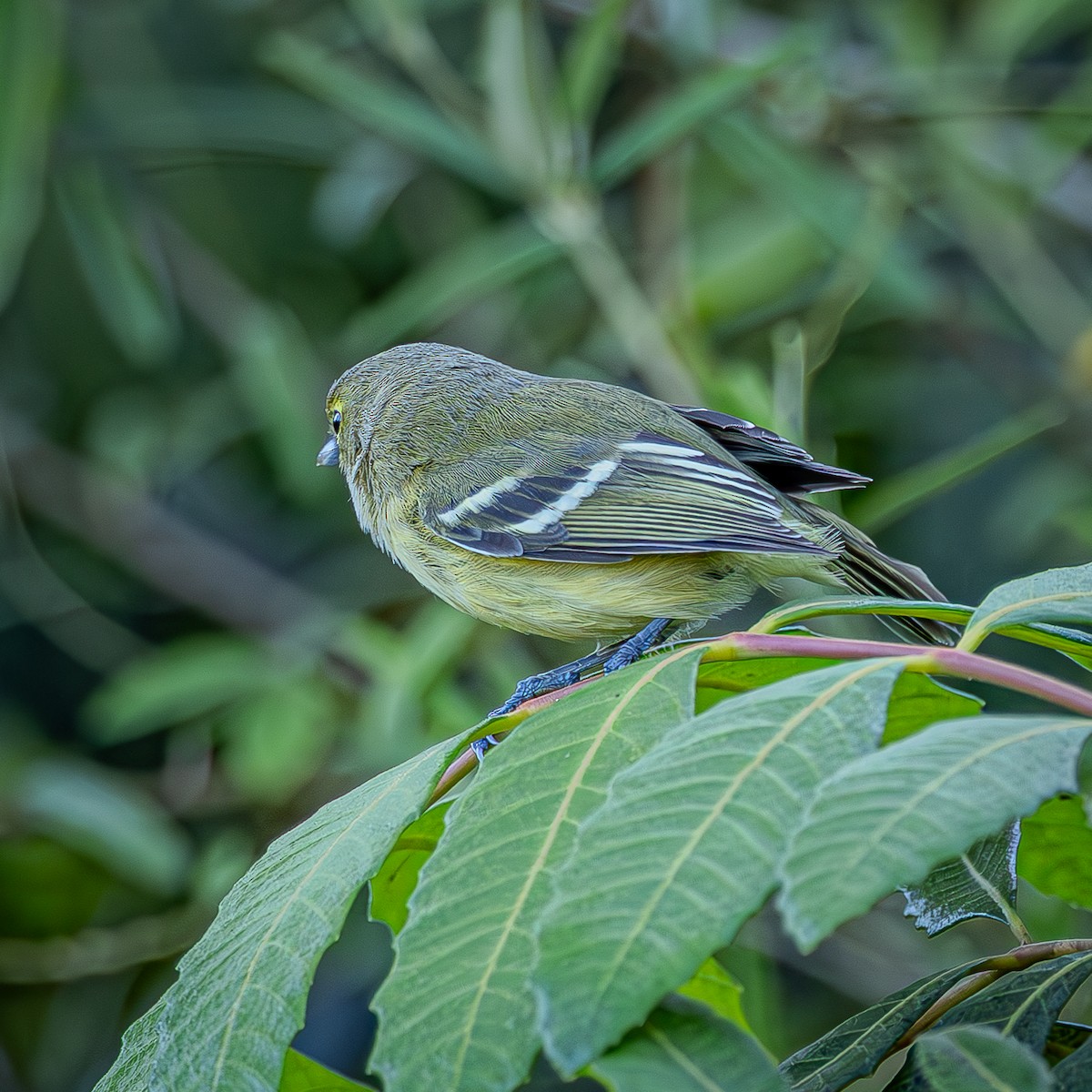 Thick-billed Vireo - ML644474840