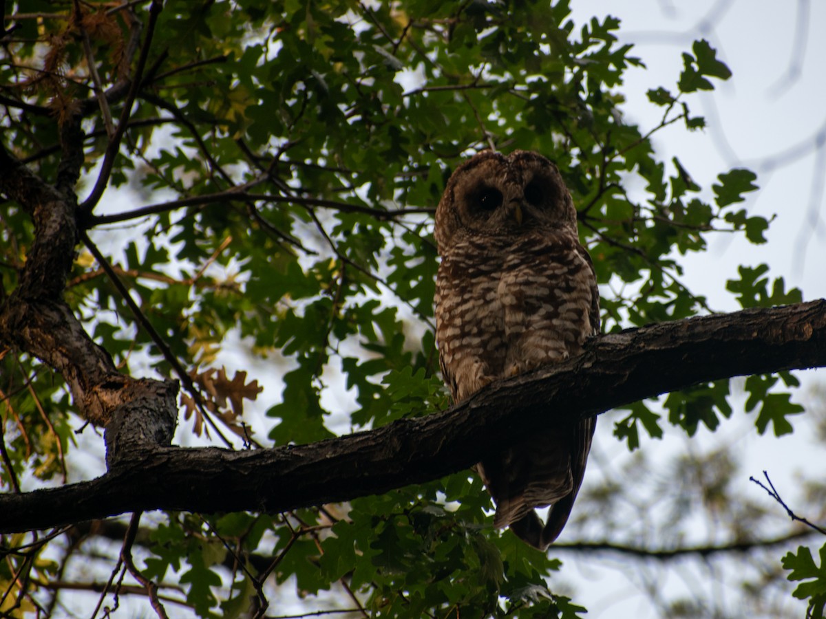 Chouette tachetée (lucida) - ML644474846