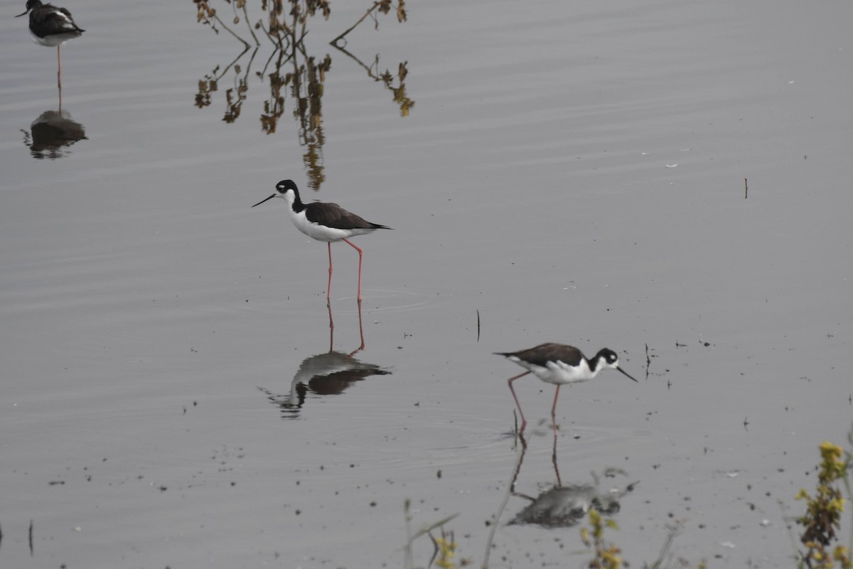 svartkronestylteløper - ML644474848