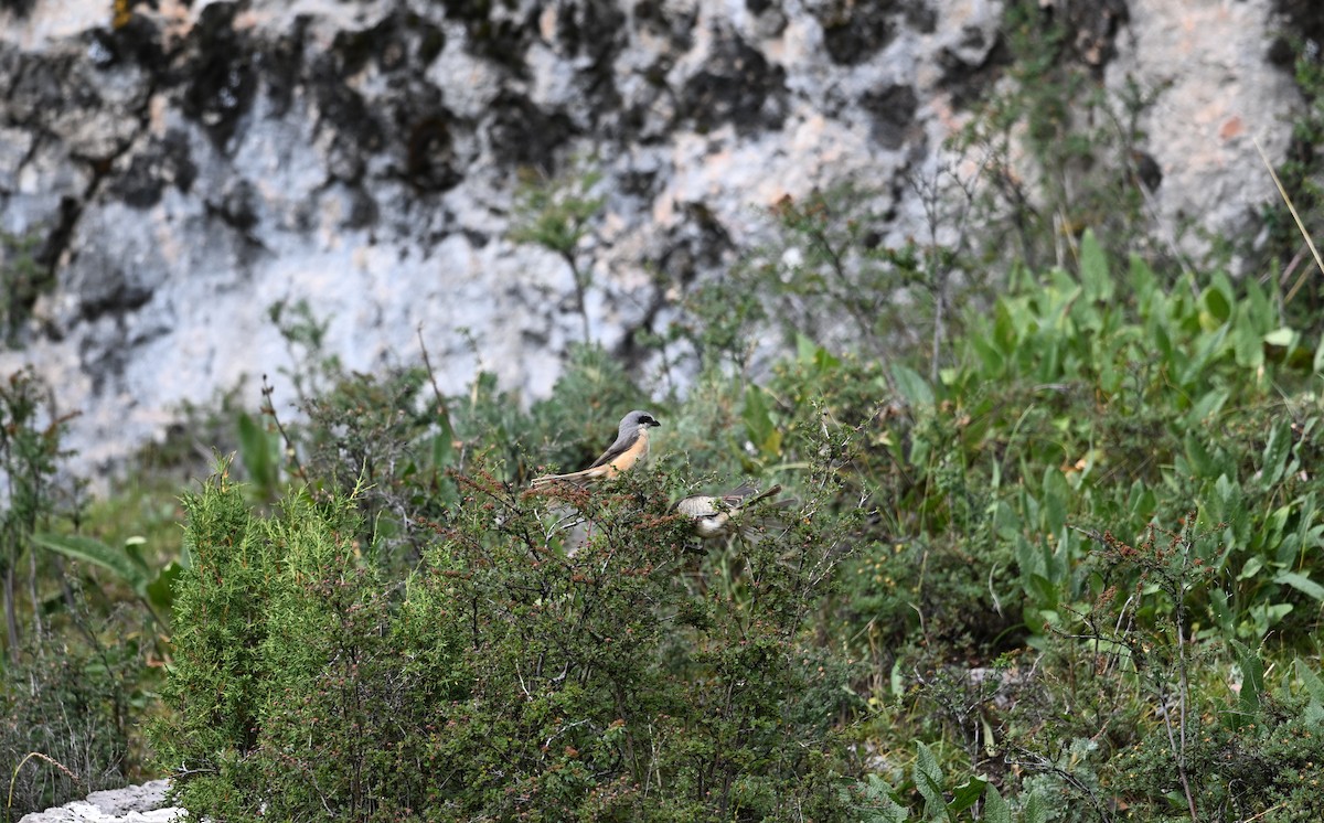 Gray-backed Shrike - ML644474851