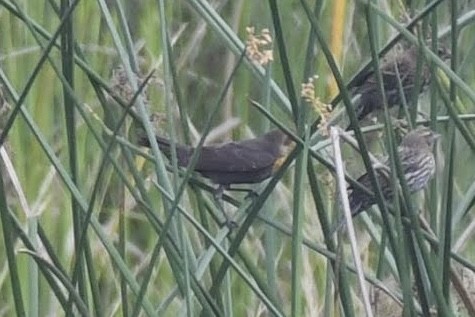 gulhodetrupial - ML644474853