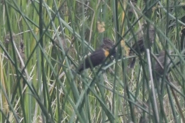 gulhodetrupial - ML644474854