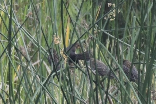 gulhodetrupial - ML644474855