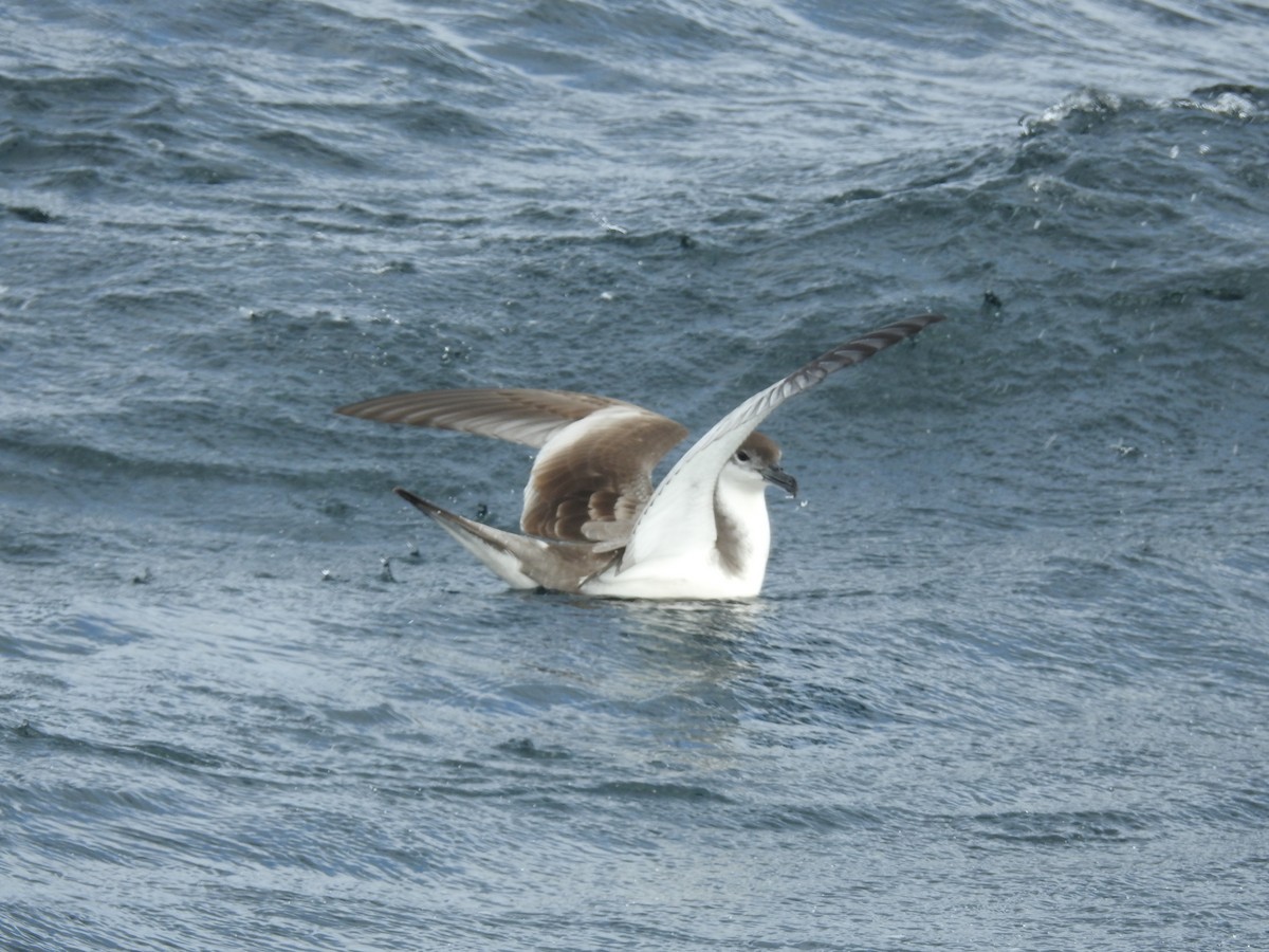 Буллеров буревестник - ML644474862