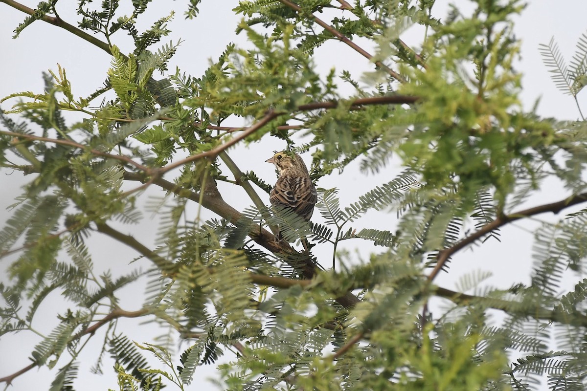 musespurv - ML644474863