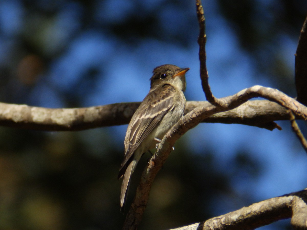 Eastern Wood-Pewee - ML644474868