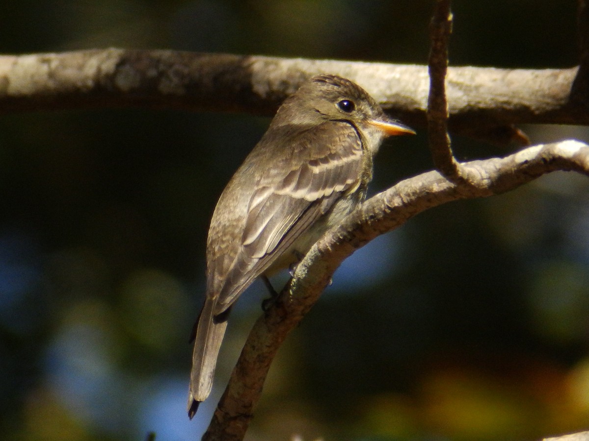 Eastern Wood-Pewee - ML644474869