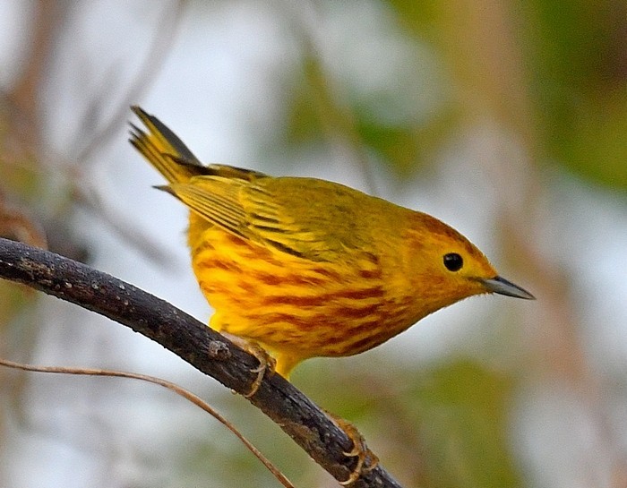 Mangrove Yellow Warbler - ML644474875