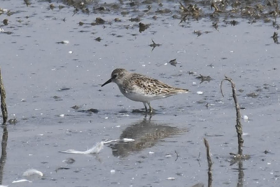 アメリカヒバリシギ - ML644474893