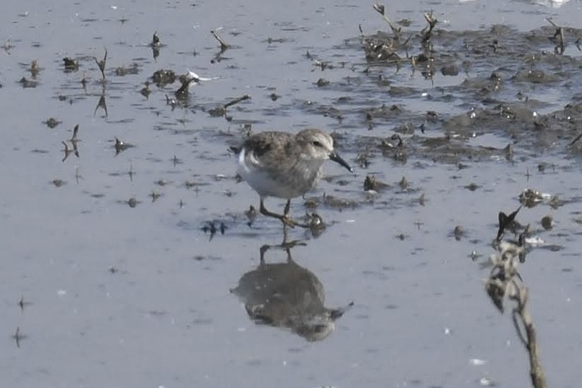 アメリカヒバリシギ - ML644474894