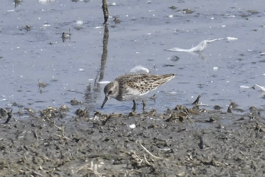 アメリカヒバリシギ - ML644474895