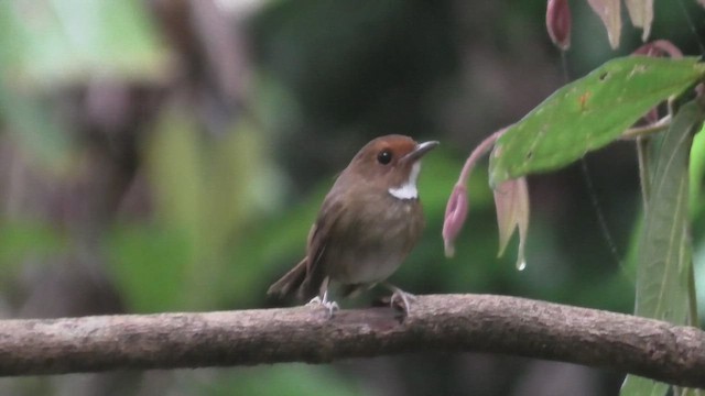 Rufous-browed Flycatcher - ML644474915