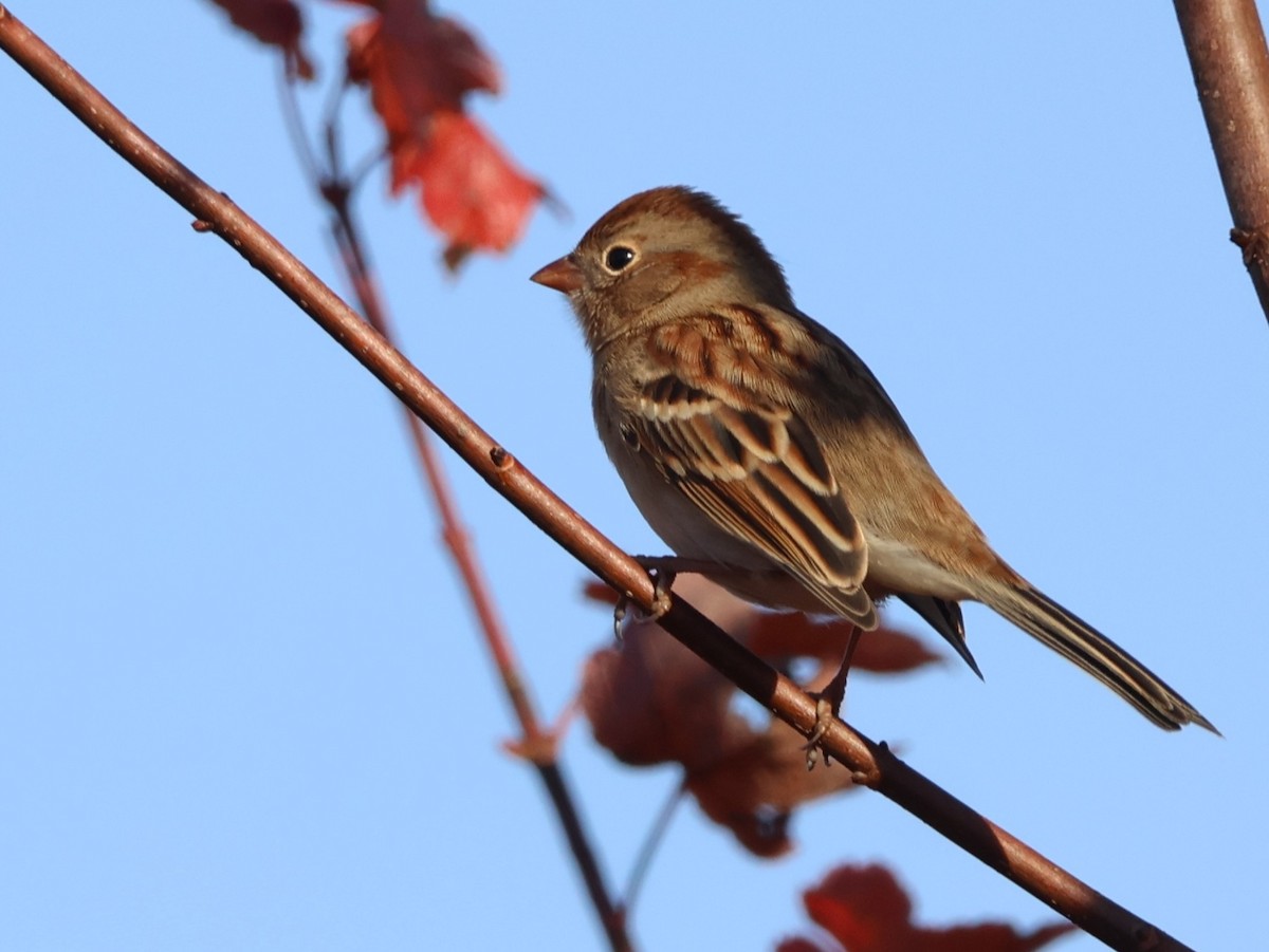 Field Sparrow - ML644474917