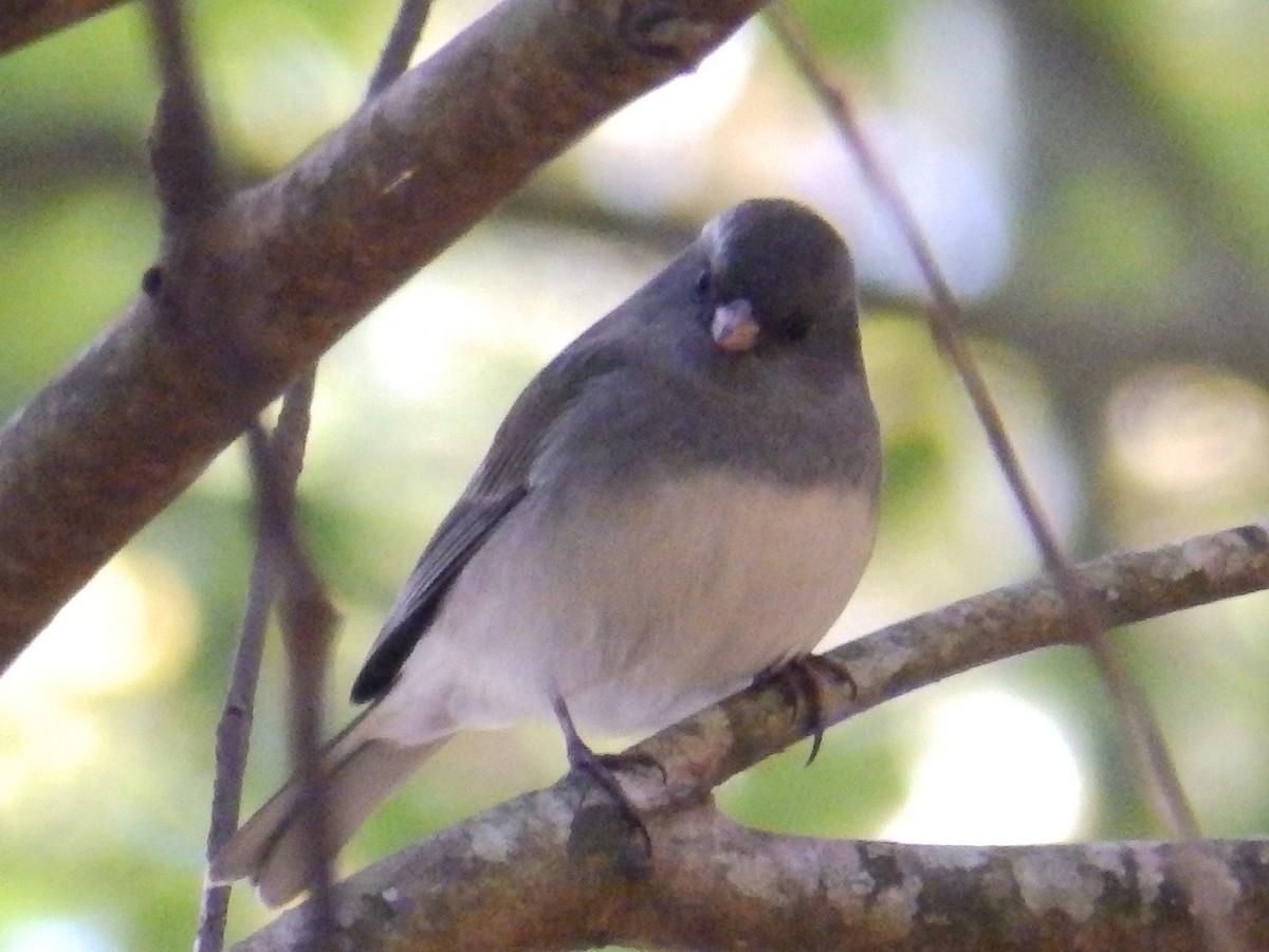 Dark-eyed Junco - ML644474921