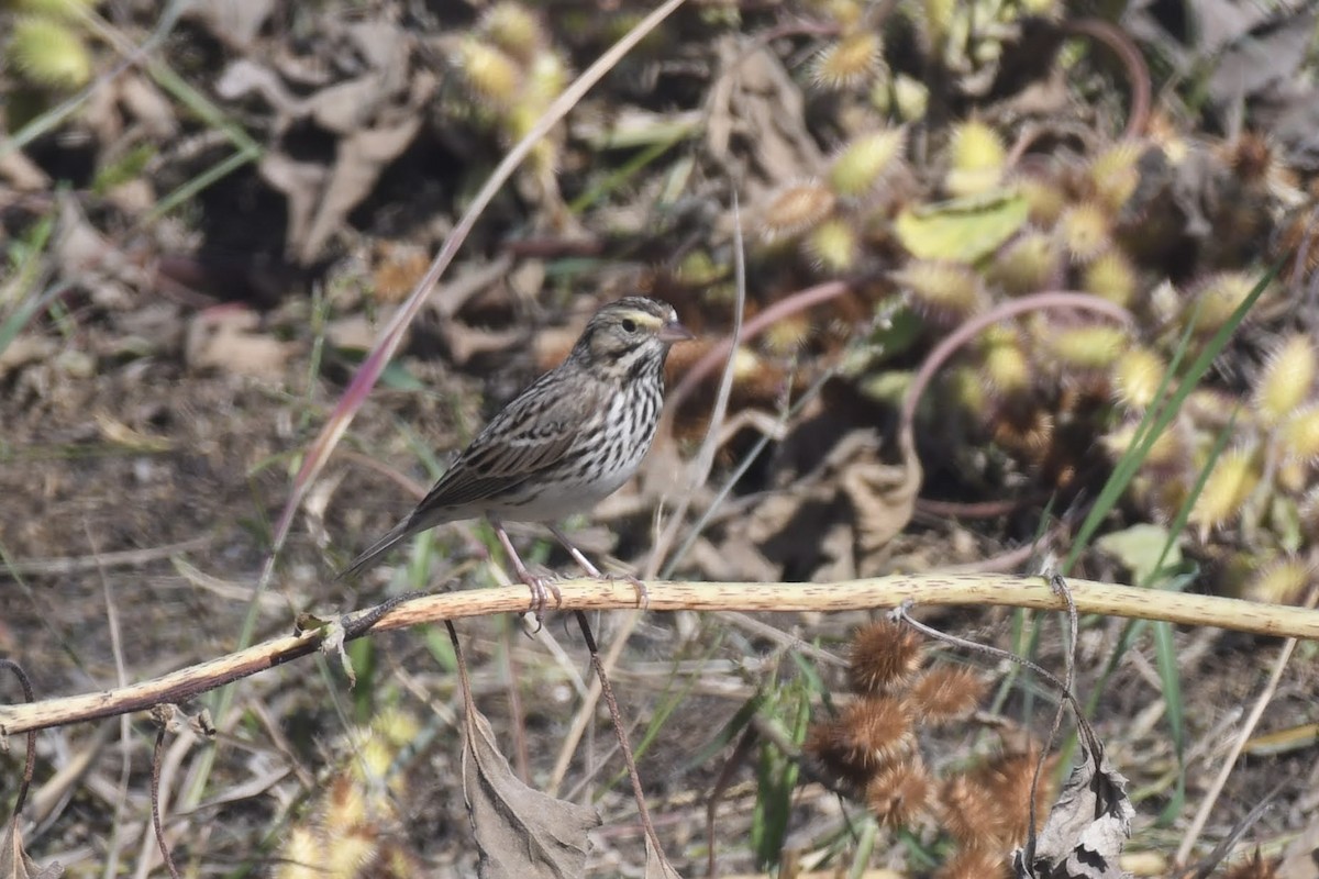 musespurv - ML644474922