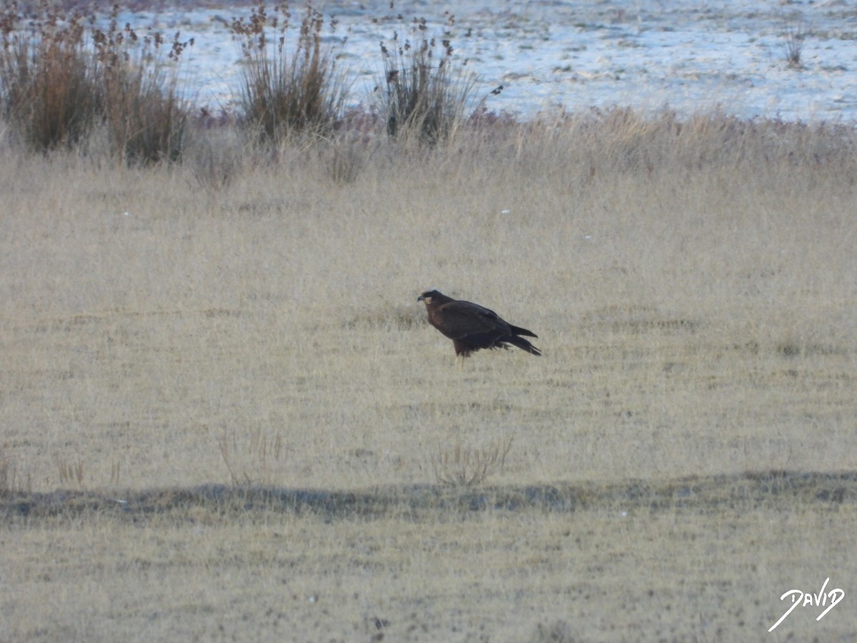 Western Marsh Harrier - ML644474924