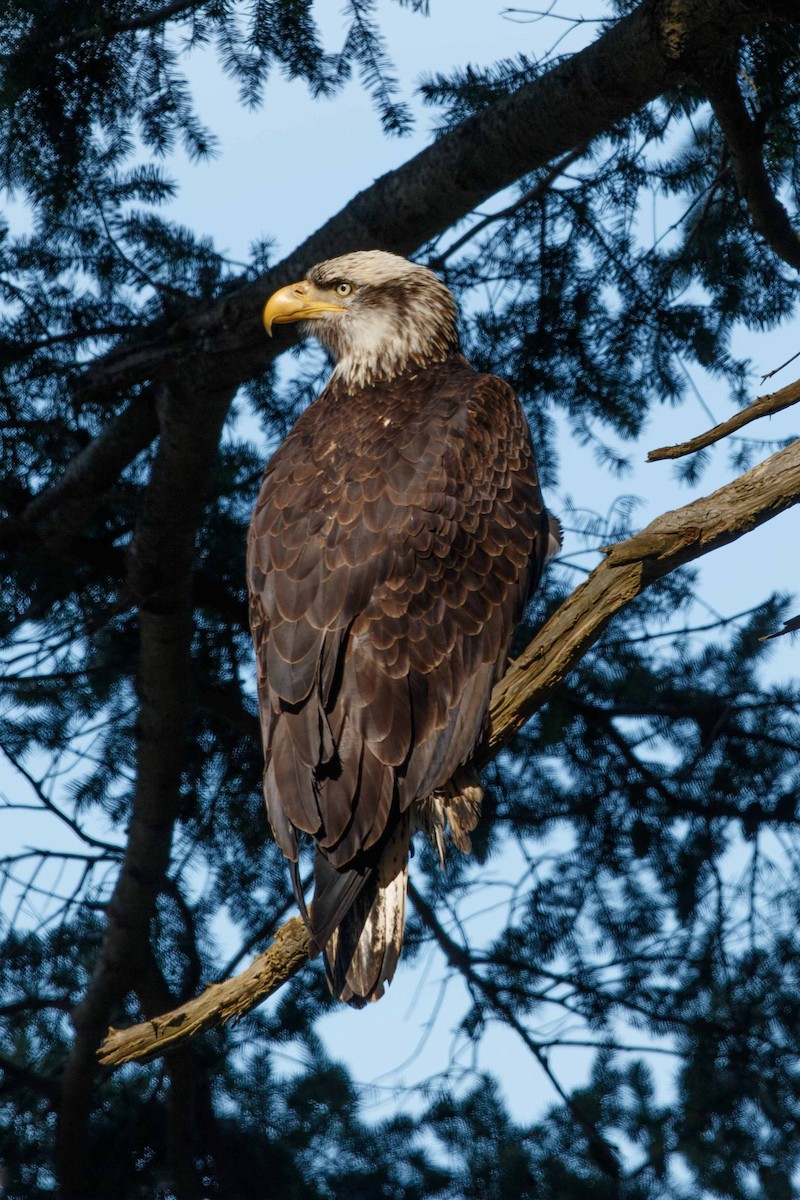 Bald Eagle - ML644474929