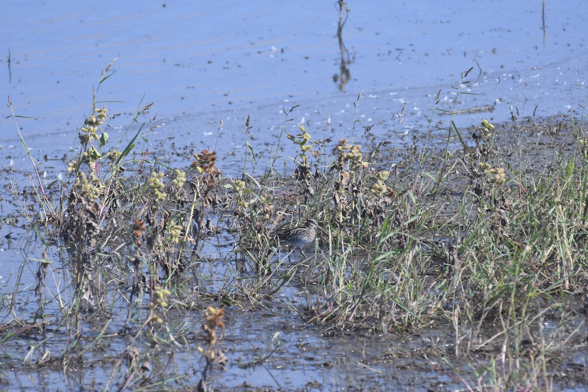 kanadabekkasin - ML644474930